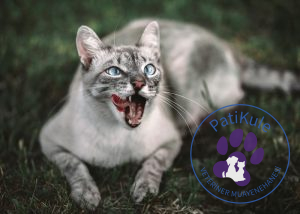 Kedim Beni Neden Isırıyor?