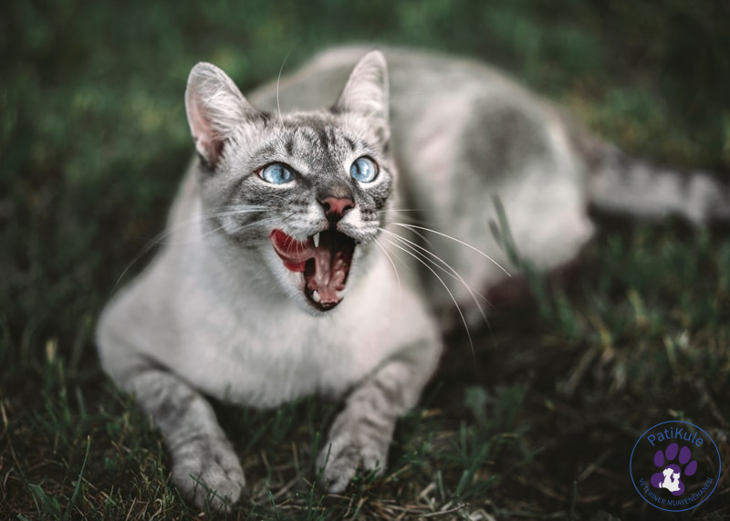 Kedim Beni Neden Isırıyor?