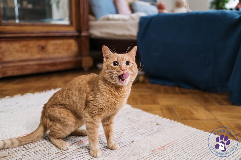 Kedinizi Ödül Mamasıyla Ödüllendirin