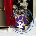 Kış Aylarında Kedilerin Sağlığı