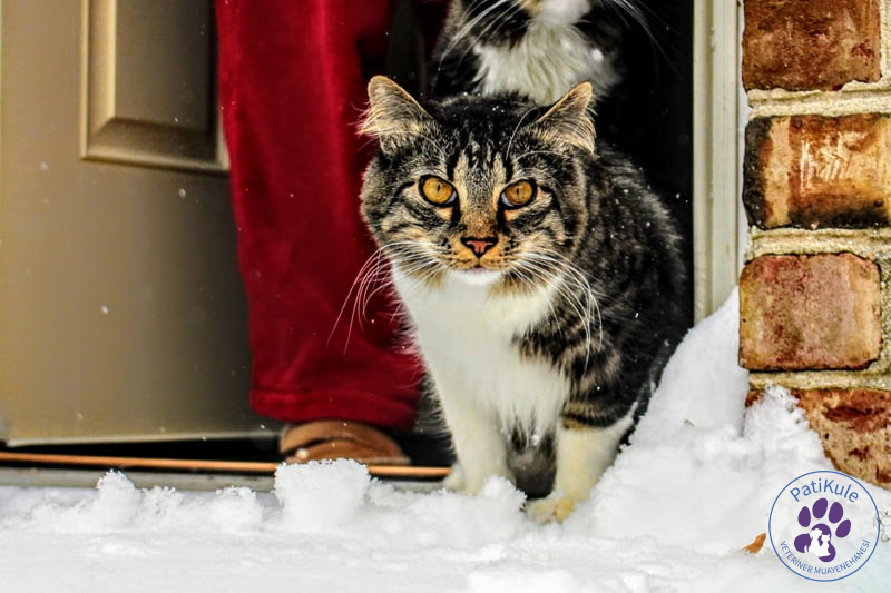 Kış Aylarında Kedilerin Sağlığı