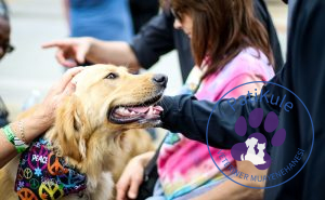 Köpeklerde Oksitokin Hormonu