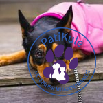 Köpeklerde Oksitokin Hormonu