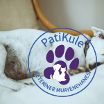 Köpekler Ne Kadar Uyur?