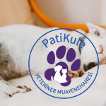 Köpekler Ne Kadar Uyur?