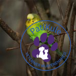 Muhabbet Kuşu Hastalıkları