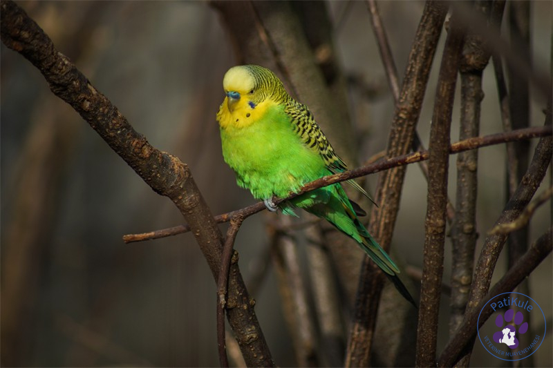 Muhabbet Kuşu Hastalıkları