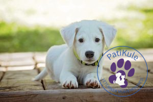 Sizin İçin Doğru Köpek Seçimi